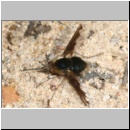 Bombylius major - Wollschweber w10.jpg